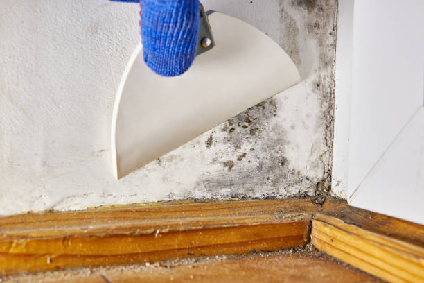 Best Mold Damage Restoration  in Mcmechen, WV